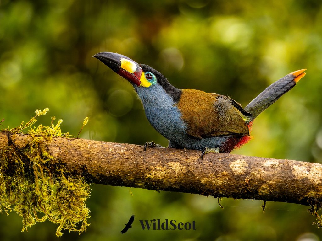Colorful Plate-Billed Mountain Toucan perched on a mossy branch, looking up.