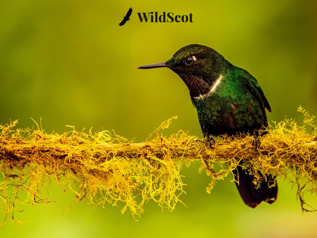 Green hummingbird perched on a mossy branch; WildScot logo above.