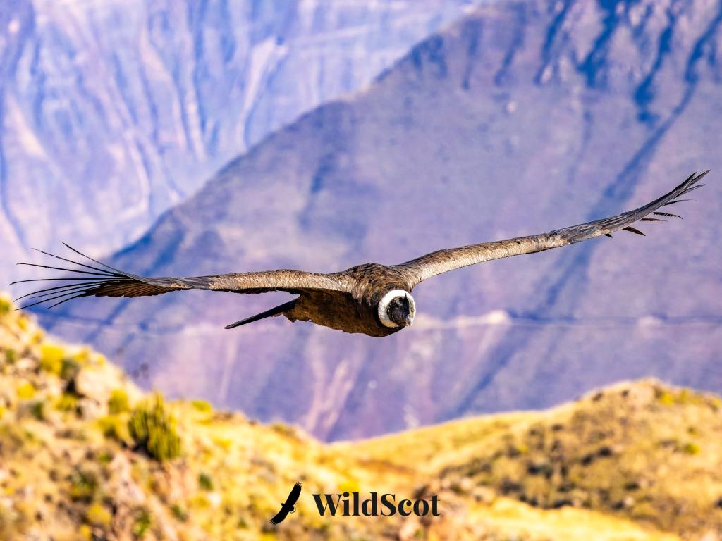 Andean condor in flight over the Andes Mountains. WildScot logo at the bottom.