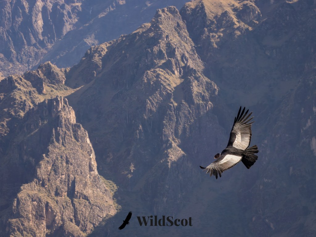 Andean condor soars above Colca Canyon, Peru.