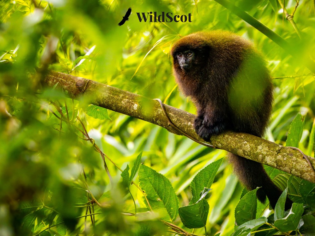 Monkey perched on branch in lush green forest. WildScot logo visible.