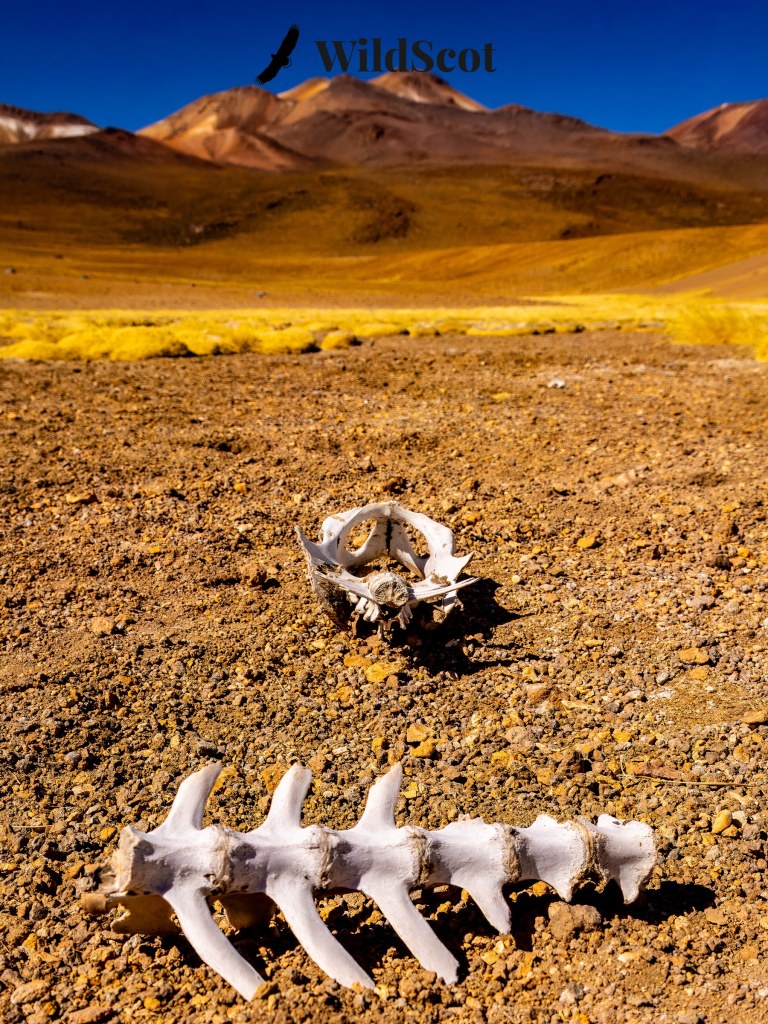 Animal skull and spine in arid landscape; WildScot logo