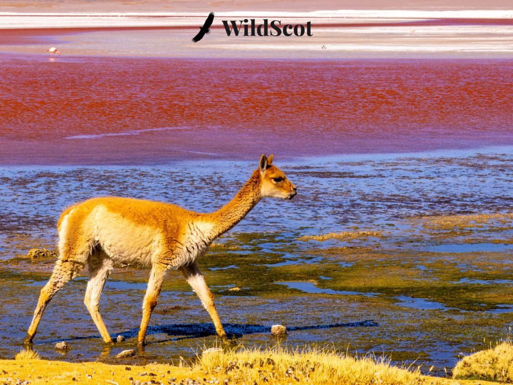 Vicuna walking by Laguna Colorada, a red lake in Bolivia. WildScot logo in the upper right.