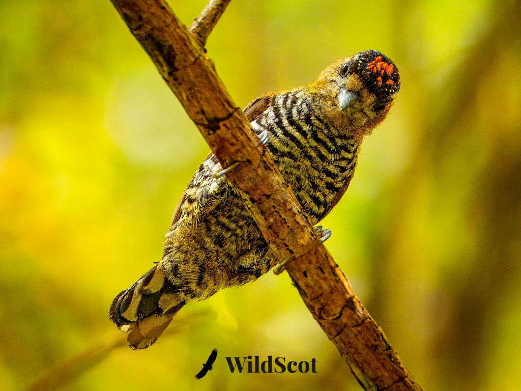 Rufous-capped Foliage-gleaner bird perched on a branch. Mottled brown and black plumage with a distinctive red cap.