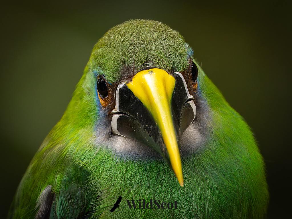 Emerald toucanet close-up: Vibrant green feathers and striking yellow beak. Classic photo of South American Wildlife