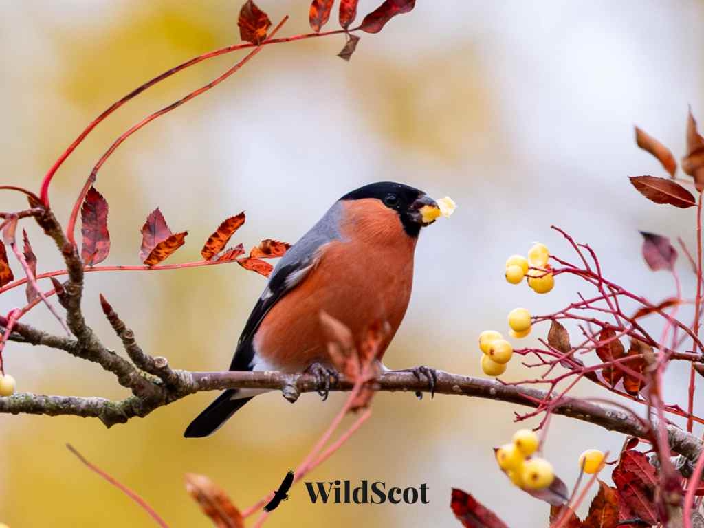 Male bullfinch perched on a branch eating berries. Autumn foliage in the background. WildScot watermark.