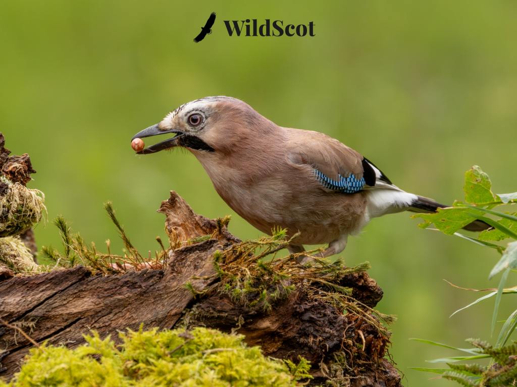 Eurasian jay with acorn on mossy log. WildScot logo.