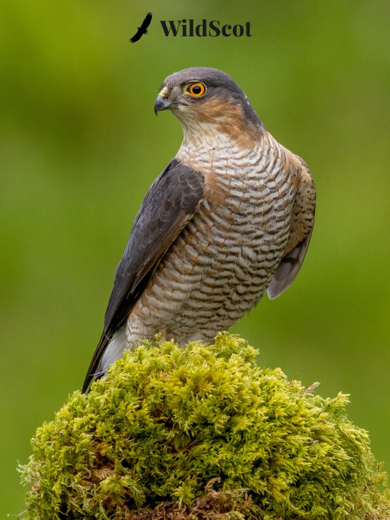 Sparrowhawk perched on moss with "WildScot" logo