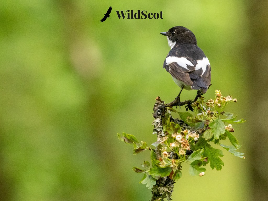 Pied Flycatcher perched on a branch, WildScot logo above.
