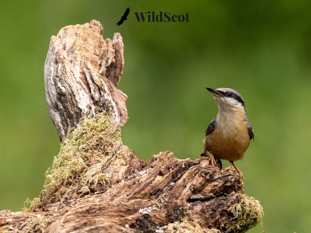 Nuthatch bird perched on mossy log with "WildScot" text overlay