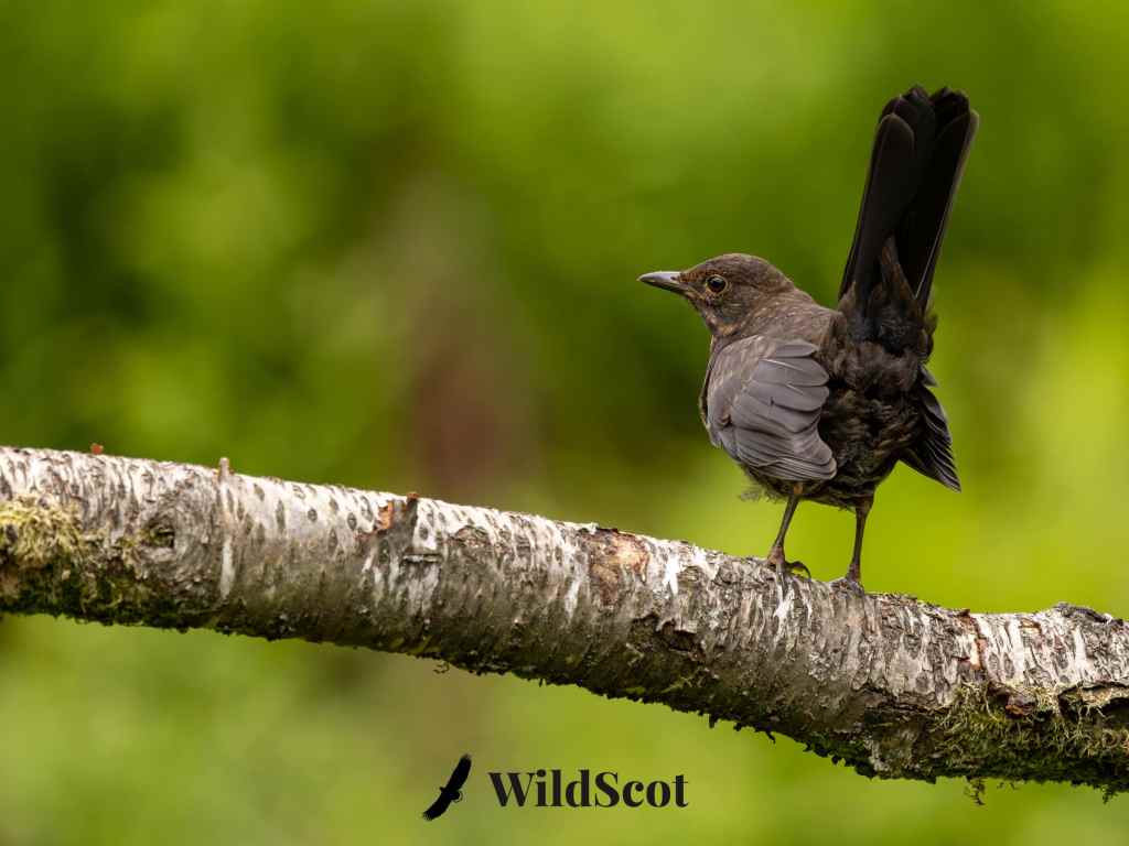 Female blackbird perched on a mossy branch against a green background. Text: WildScot.