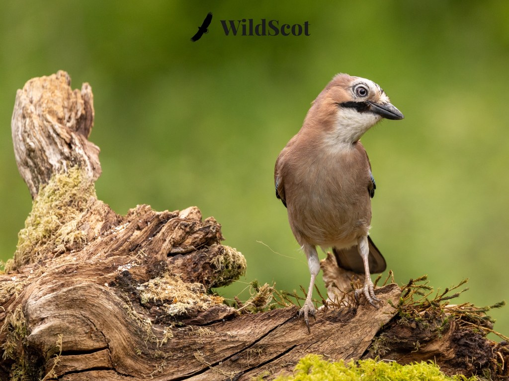 Eurasian Jay perched on mossy log, WildScot logo