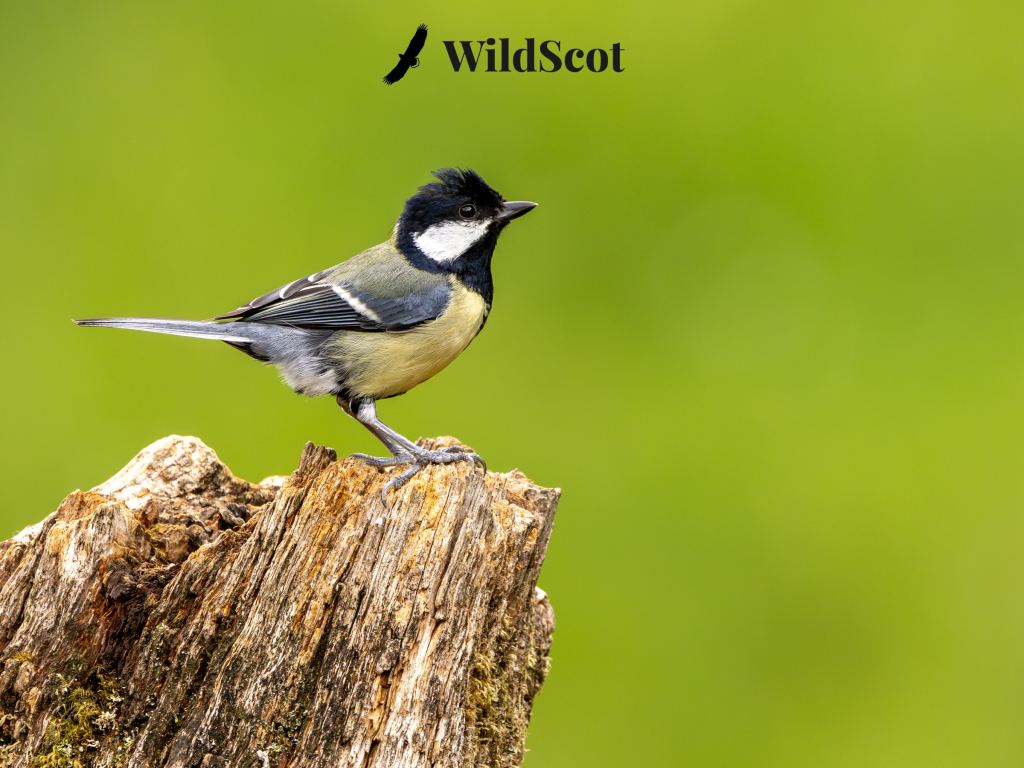 Great Tit bird perched on a tree stump, WildScot logo in background.