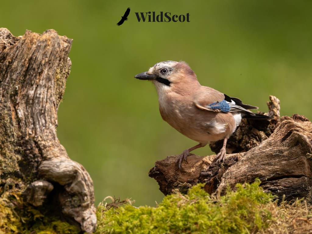 Eurasian jay perched on a mossy branch. WildScot logo in upper right.