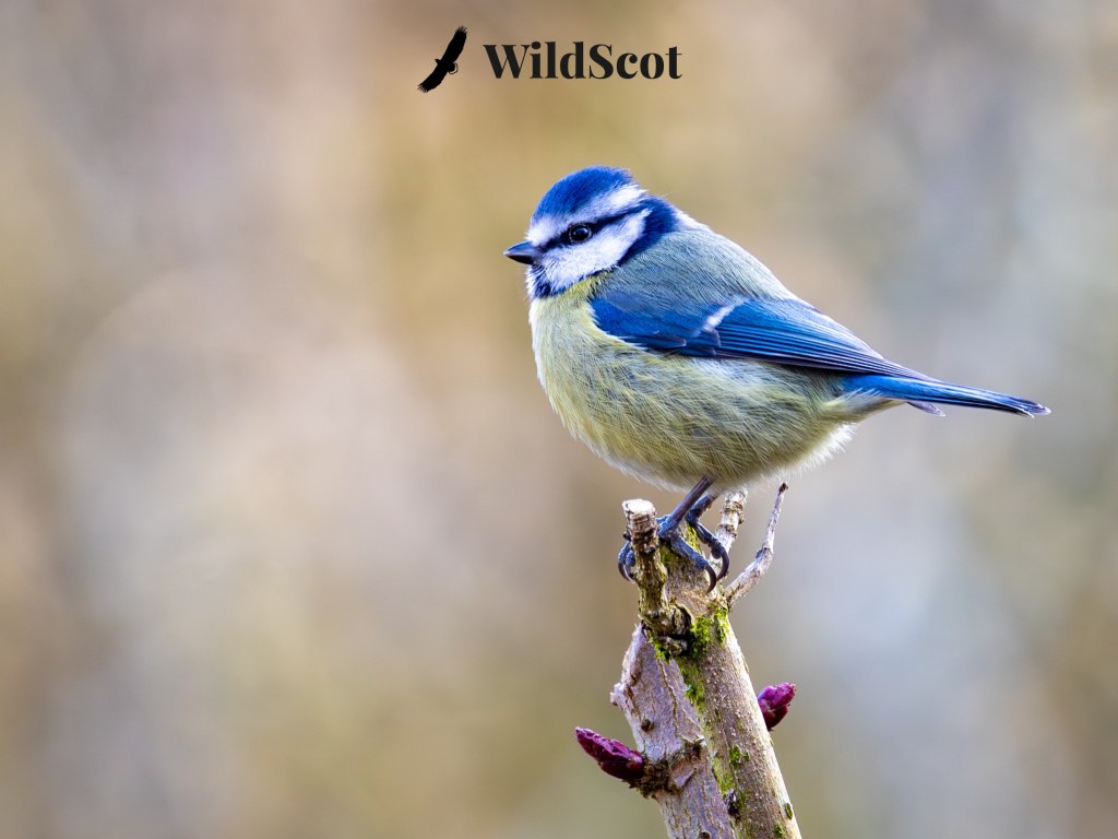 Blue tit perched on a twig. Bird has yellow and blue feathers. WildScot logo visible above the bird.
