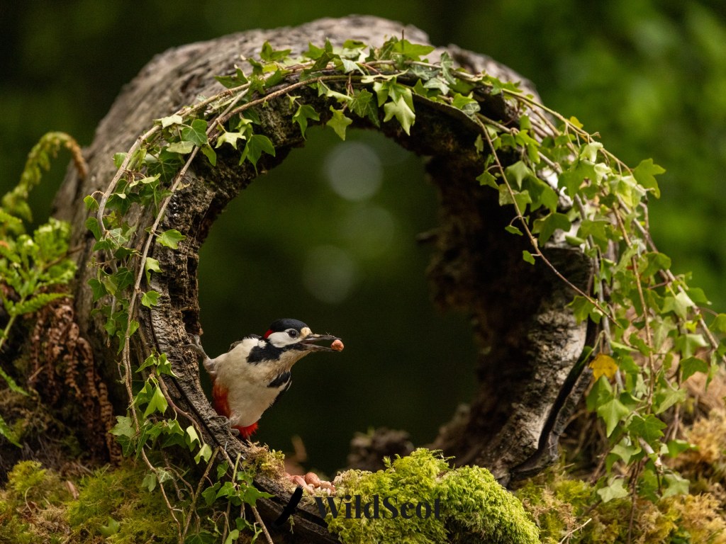 Great Spotted Woodpecker at nest hole in mossy tree trunk.