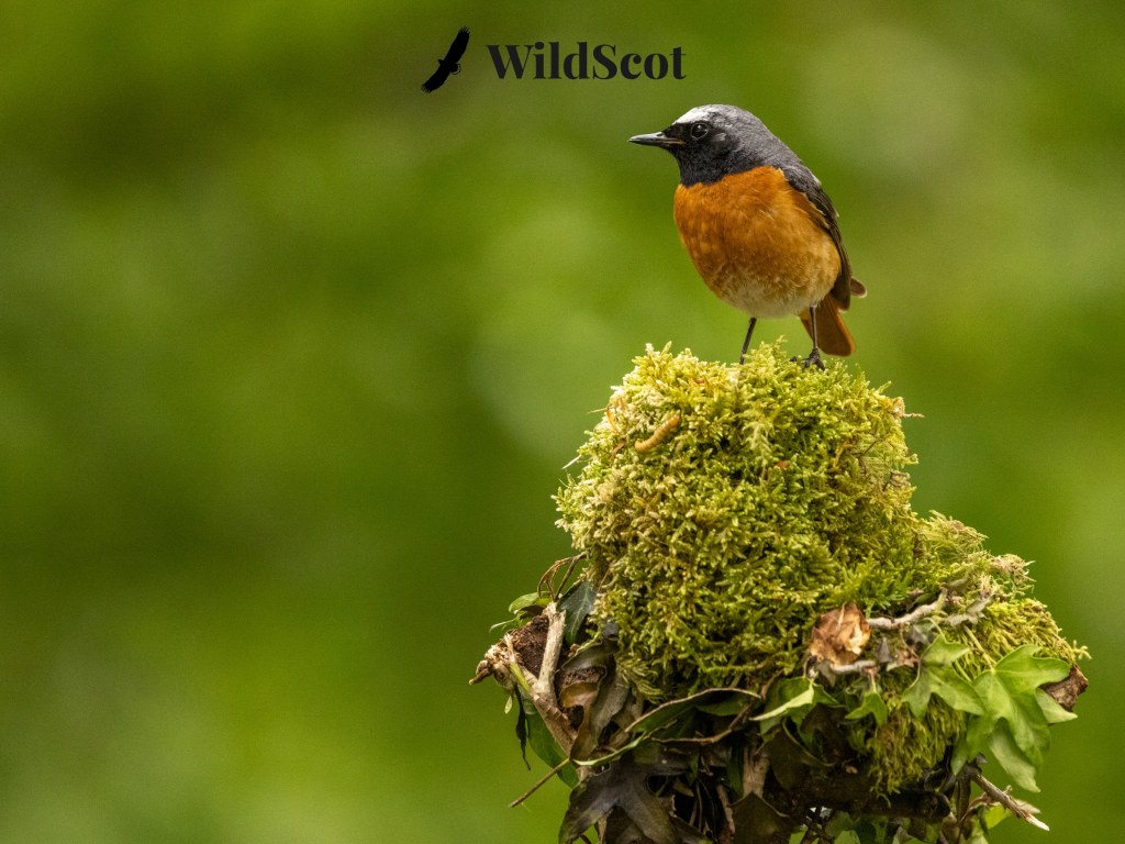 Redstart bird perched on moss, with WildScot logo in the background.
