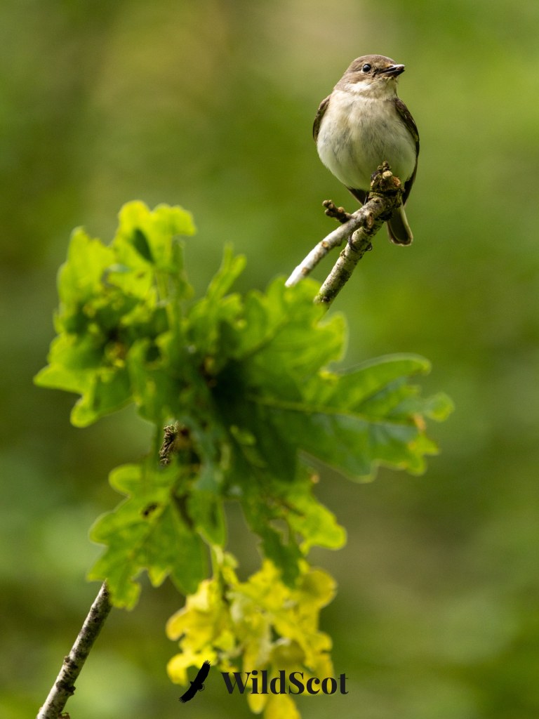 European flycatcher perched on an oak branch. WildScot logo at the bottom.