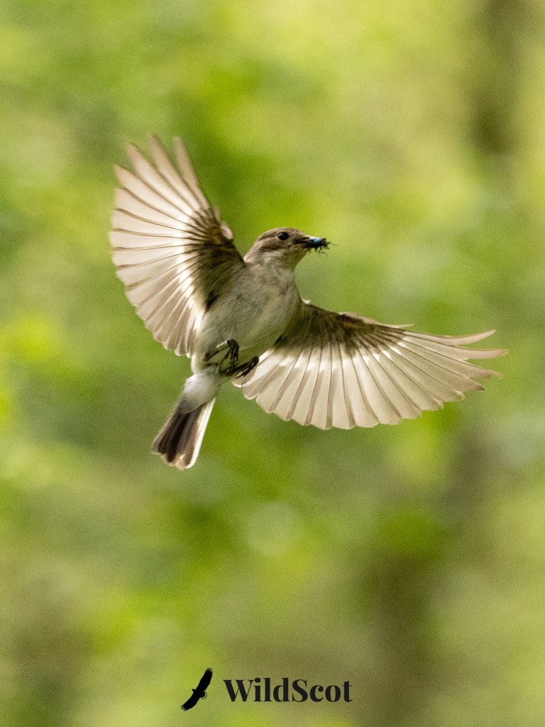 Bird in flight with insect in beak. Wings spread against a green background.