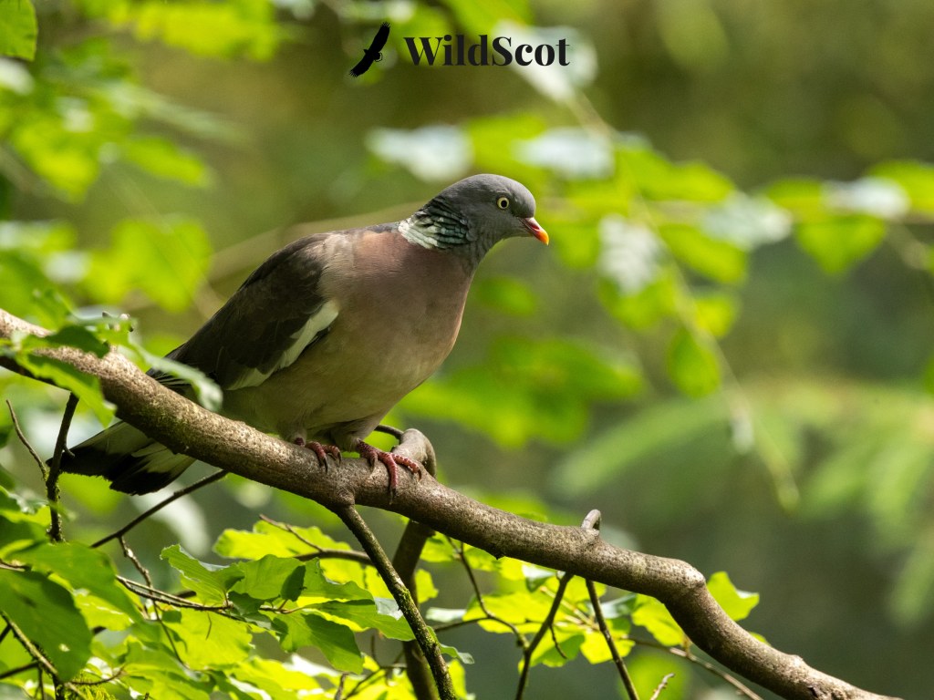 Wood pigeon perched on a branch in a forest setting.