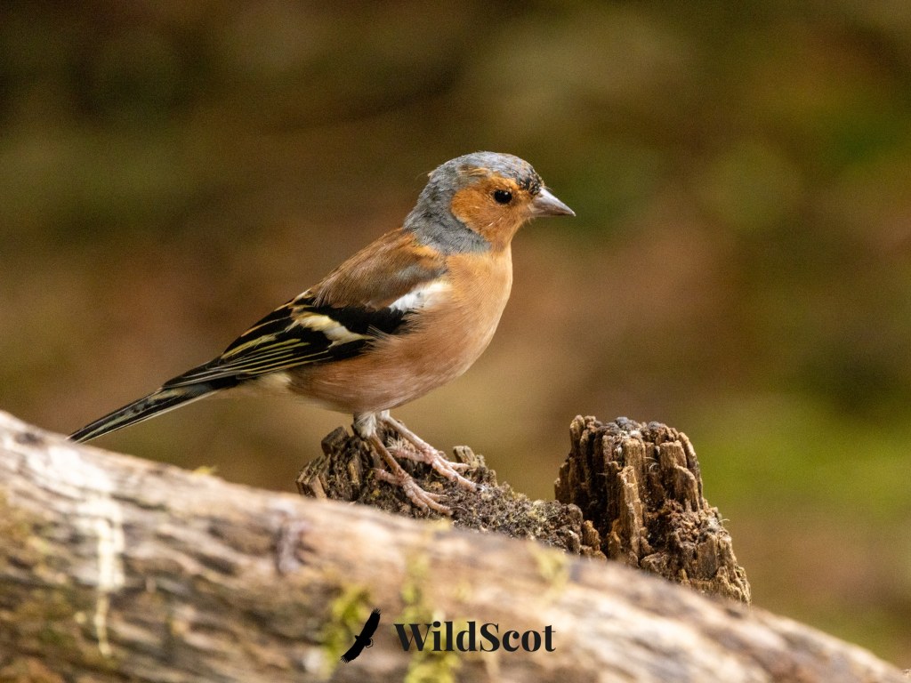 Male Chaffinch perched on a mossy log, showing its orange breast and gray head.