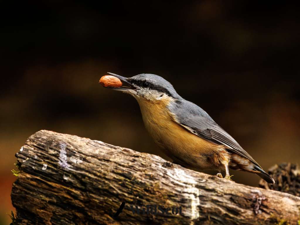 Nuthatch with nut on log. Bird with brown and grey plumage perched on textured wood.