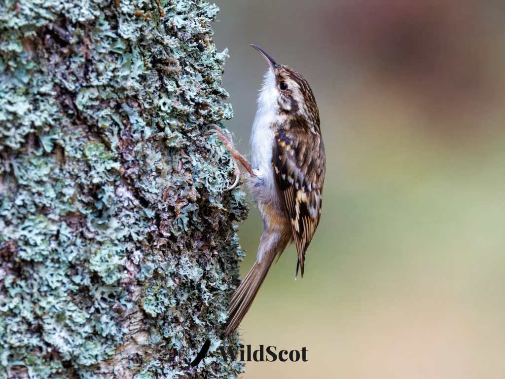 Eurasian treecreeper clinging to a lichen-covered tree trunk.