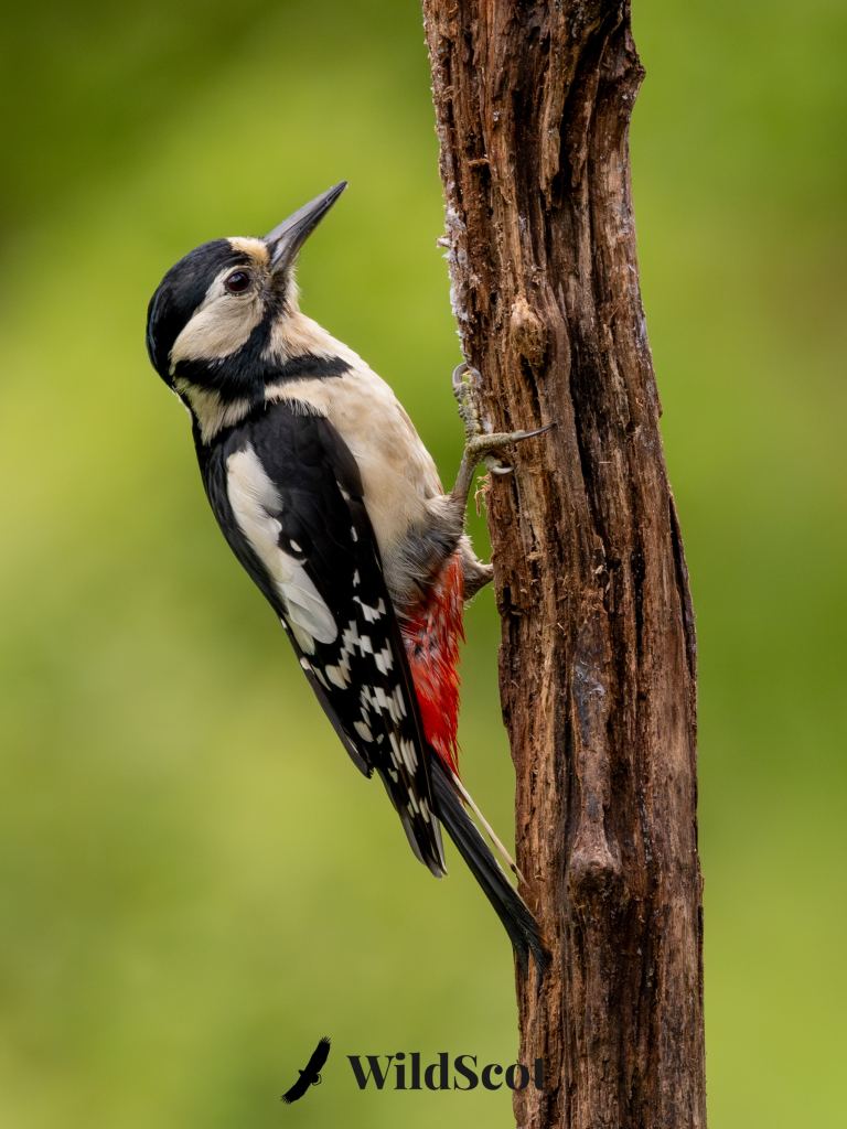 Great Spotted Woodpecker clinging to a tree trunk.