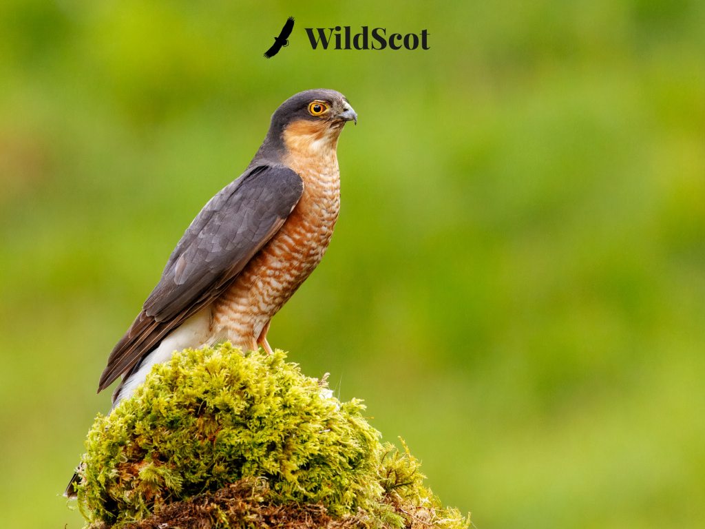 Sparrowhawk perched on moss, with "WildScot" logo. Bird of prey in natural habitat.