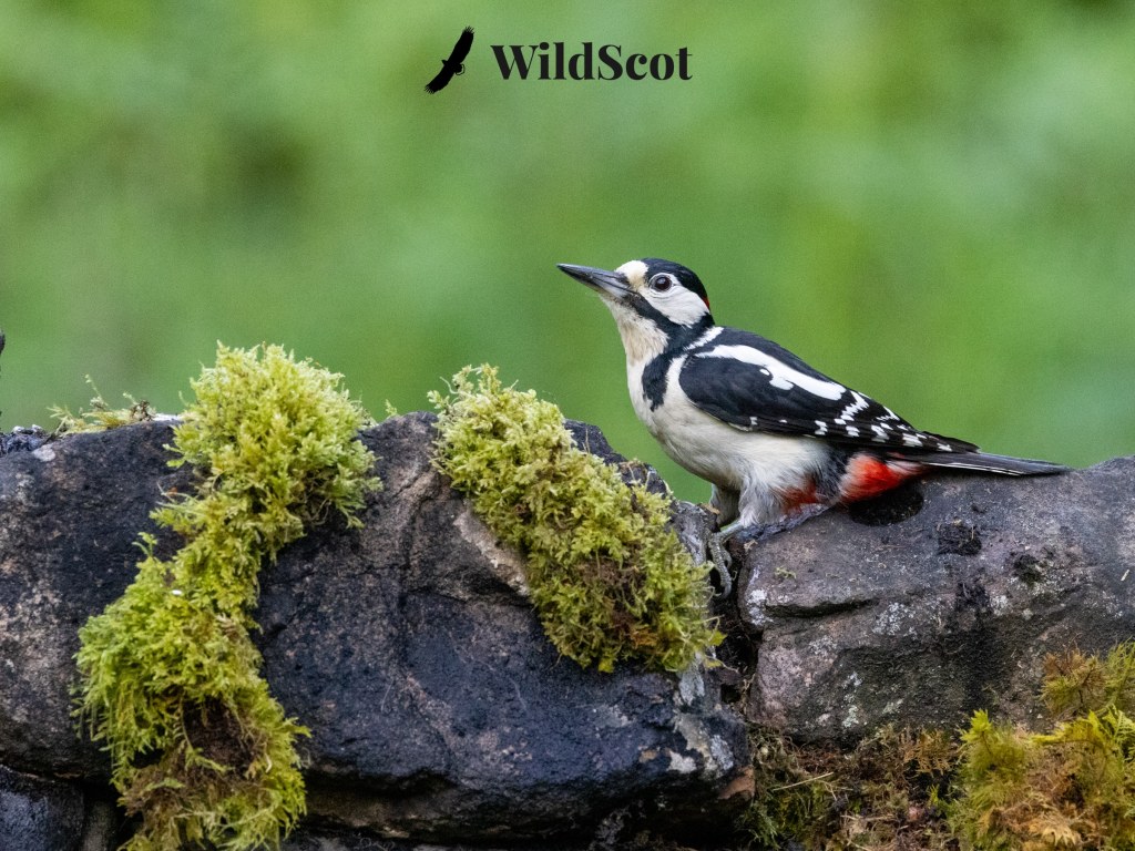 Great Spotted Woodpecker perched on a mossy stone wall. WildScot logo.