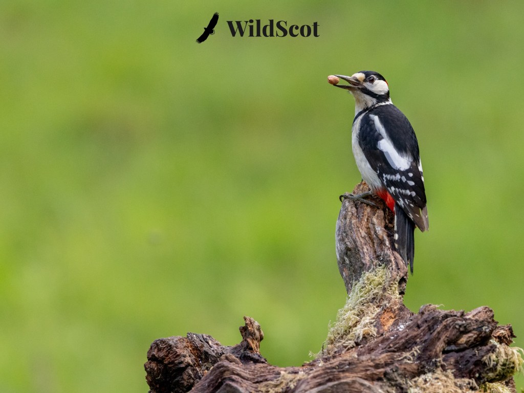 Great spotted woodpecker perched on a log with food in its beak, "WildScot" logo in the background.