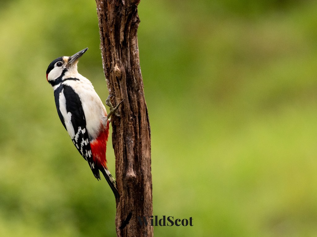 Great spotted woodpecker clinging to a tree trunk with green background