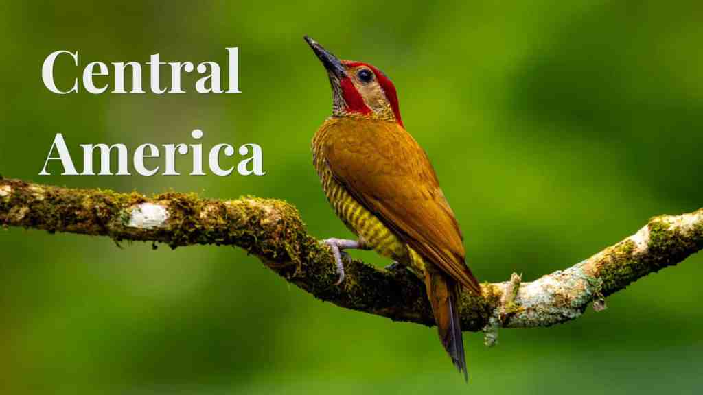 Central America woodpecker perched on a mossy branch.