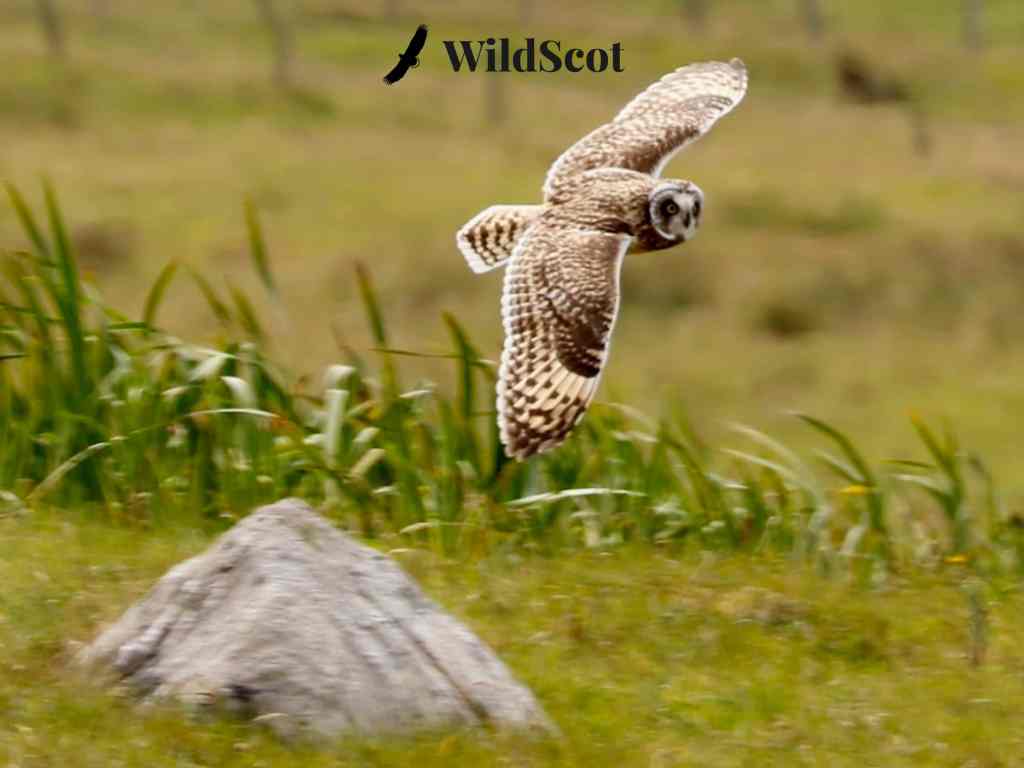 Short-eared owl in flight over a grassy field, with a rock in the foreground.