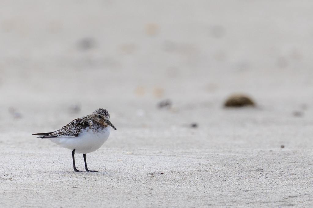 Sanderling bird on a sandy beach, perfect for learning wildlife photography.