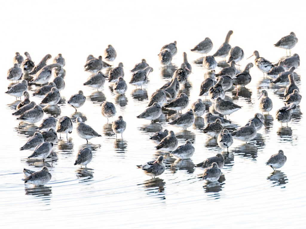 Flock of sandpipers on a beach, learning wildlife photography