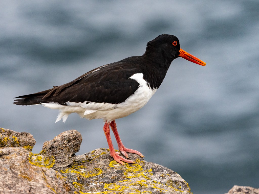 Oystercatcher bird on rocks, learning wildlife photography.