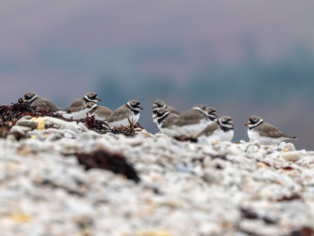 Group of ringed plovers on a rocky shore, great for learning wildlife photography.