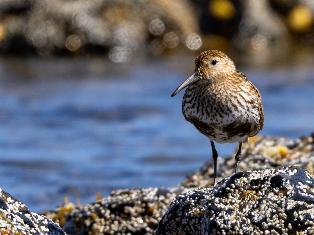 Dunlin bird on rocky shore, learning wildlife photography at coastal workshop.