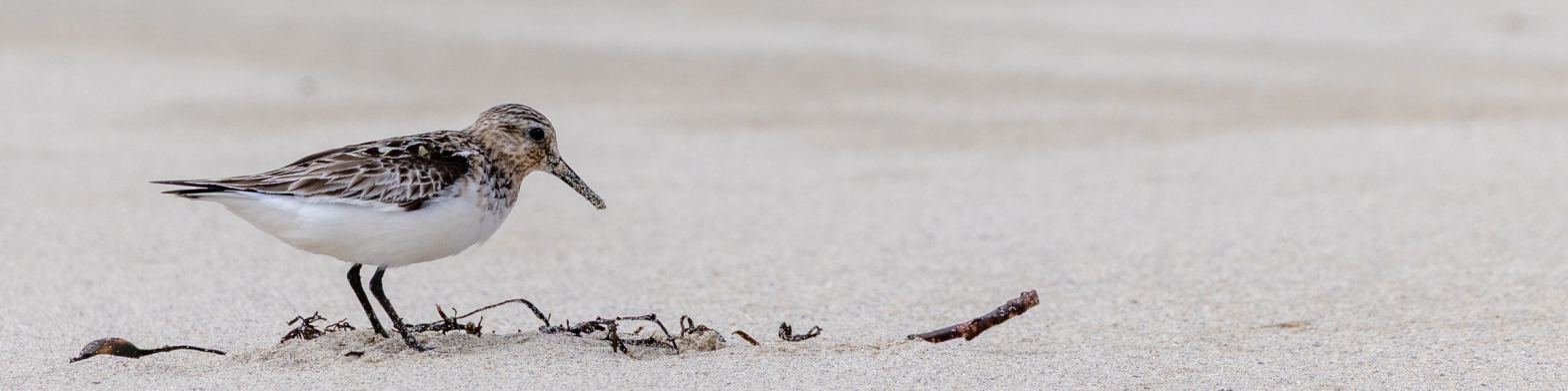 Sanderling bird on a sandy beach, perfect for photograph waders practice