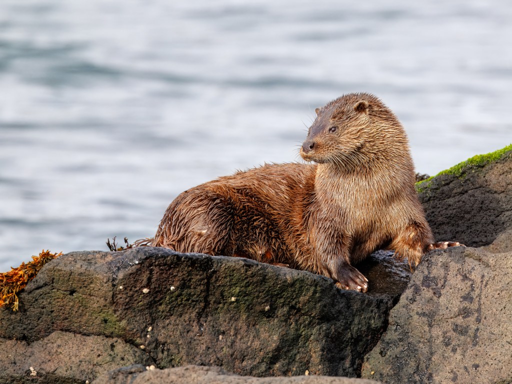Wet otter resting on mossy rocks near the ocean