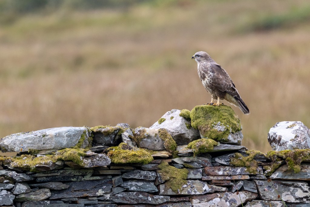 Buzzard perched on a mossy stone wall, Scotland