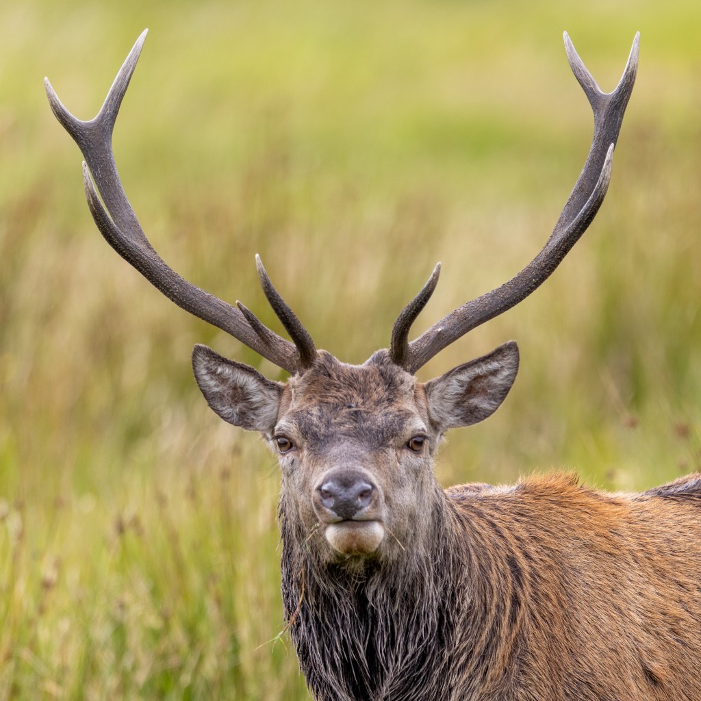 Majestic red deer stag with large antlers, perfect for a red deer photography workshop.