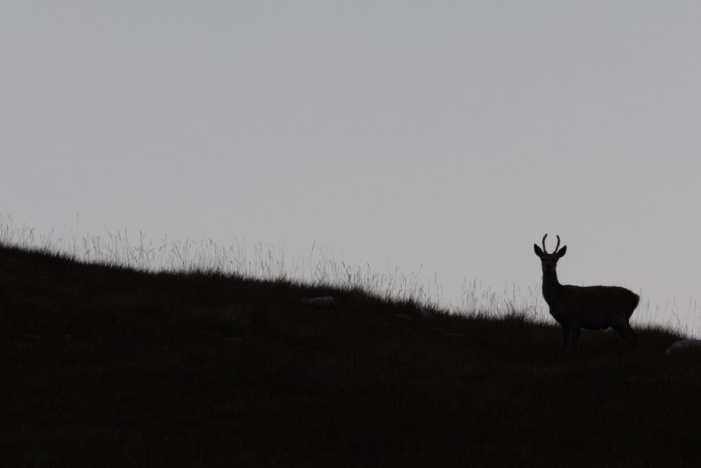 Red deer stag silhouetted against a dusky sky on a grassy hillside.