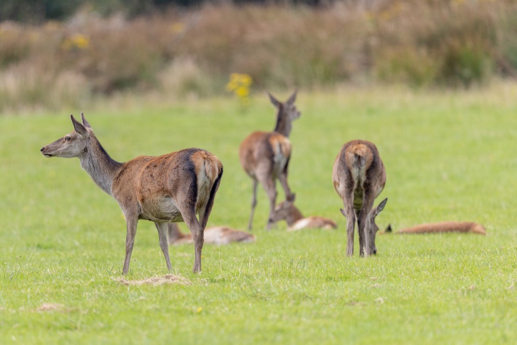 Red deer grazing in a grassy field, perfect for a photography workshop.