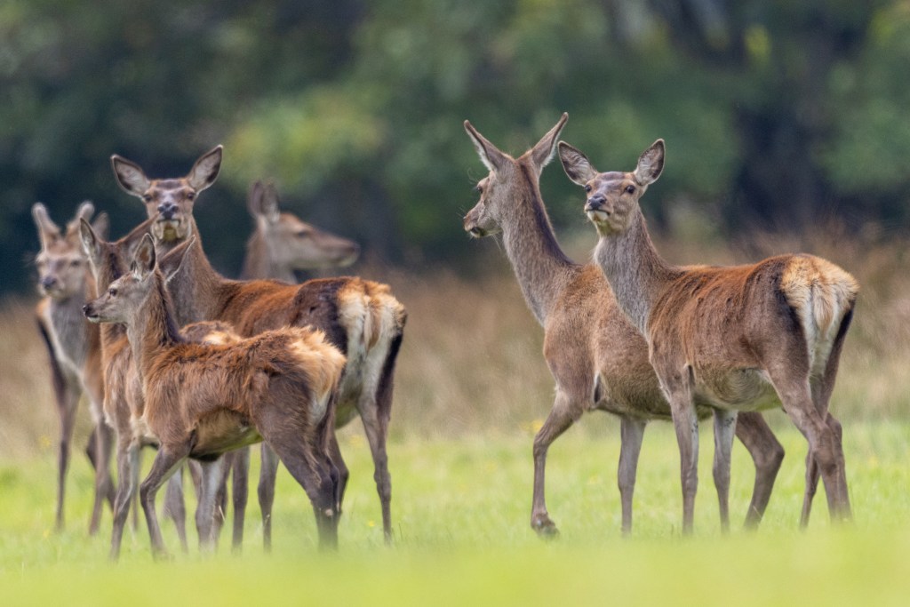 Red deer herd in a grassy field, ideal for a red deer photography workshop.
