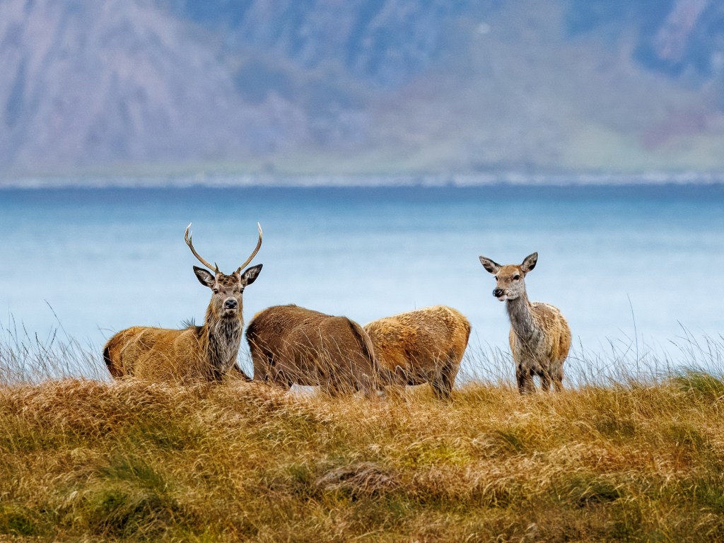 Red deer herd in a coastal landscape during a photography workshop.