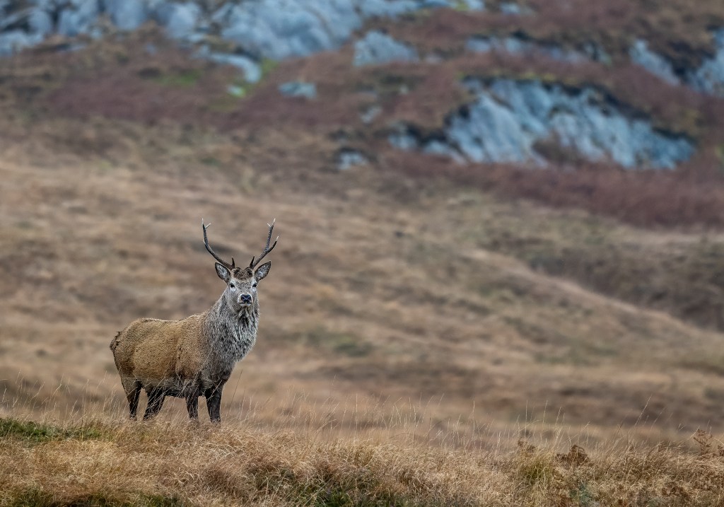 Red deer stag in Scottish Highlands, ideal for Red Deer Photography Workshop.