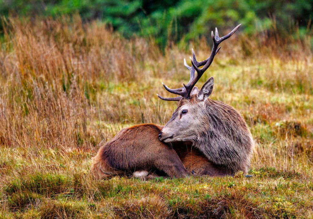 Majestic red deer stag resting in a field, perfect for a red deer photography workshop.