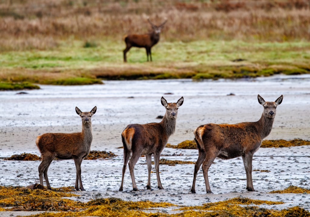 Three red deer stand on a wet, sandy shore, with a fourth deer in the background. Red Deer Photography Workshop.